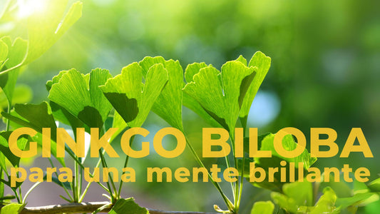Ginkgo Biloba: El Elixir para una Mente Brillante y un Cuerpo Vital