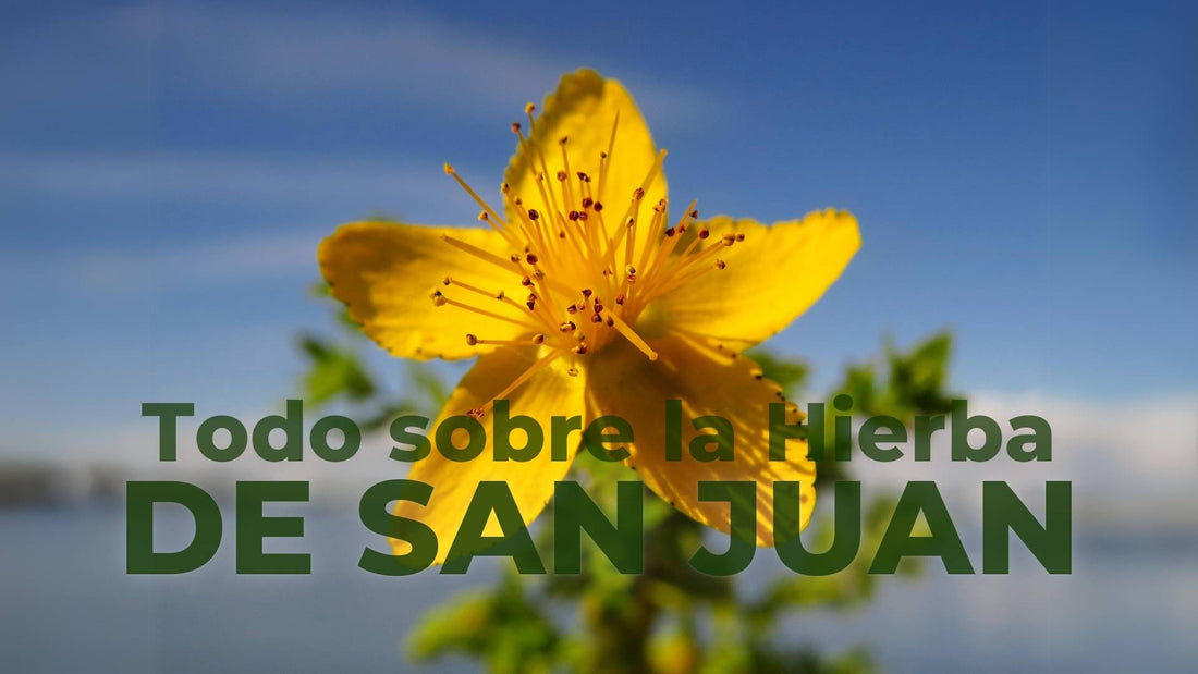 La Hierba de San Juan: Cómo tomarla y cuándo evitar el remedio natural más conocido para la depresión